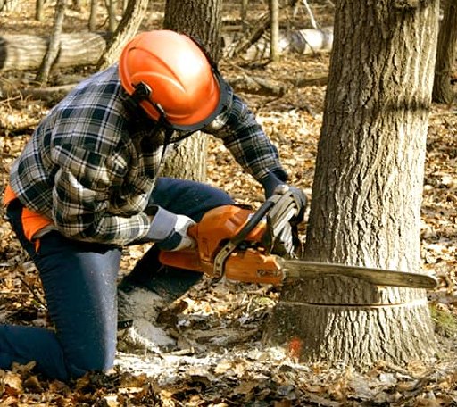 Tree Removal in Tate, GA
